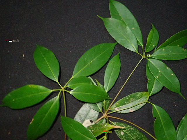 亮葉槭1