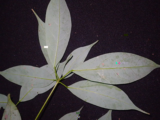 亮葉槭2