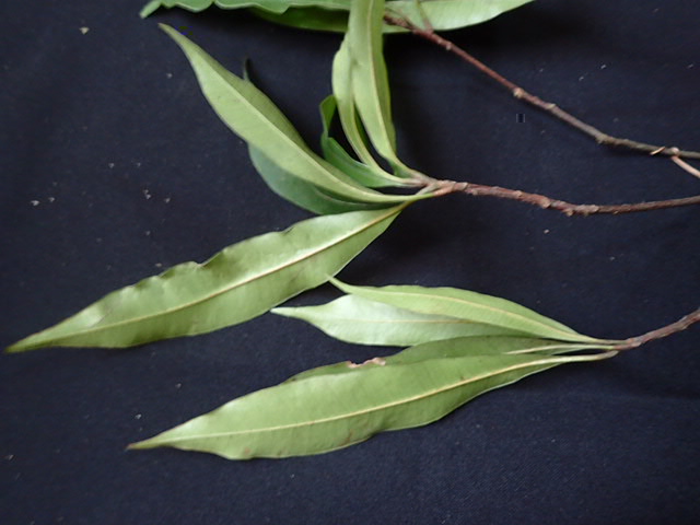 紫荊木2