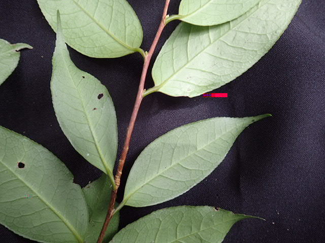長尾毛蕊茶2