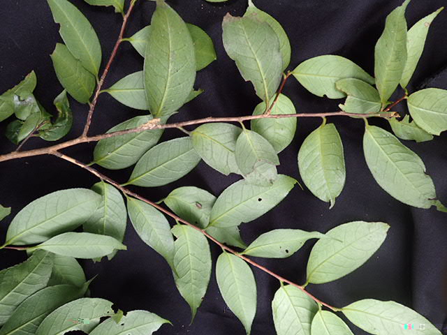 長尾毛蕊茶1